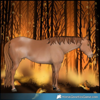 Horse Color:ERROR: UNKNOWN ANOMALY Brindle