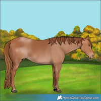 Horse Color:ERROR: UNKNOWN ANOMALY Brindle