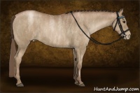 Horse Color:Blue Roan Pearl  Brindle