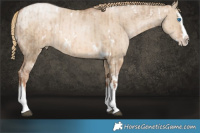 Horse Color:White Spotted Liver Red Dun Pearl Splash and White Spotted Liver Red Dun Pearl Splash