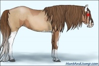Horse Color:Bay Pearl Splash and Bay Pearl Splash