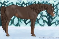 Horse Color:Liver Chestnut Splash 