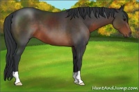 Horse Color:Brown 