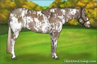 Horse Color:White Spotted Liver Chestnut Ice and White Spotted Liver Chestnut Ice