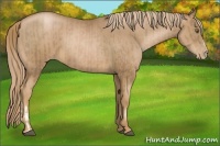 Horse Color:Liver Chestnut Pearl and Liver Chestnut Pearl
