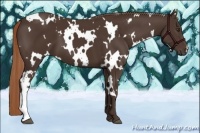 Horse Color:White Spotted Liver Chestnut 
