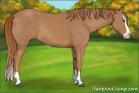 Horse Color:Chestnut Splash Rabicano 