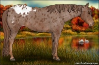 Horse Color:Chestnut Appaloosa 