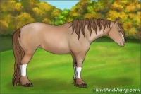 Horse Color:Bay Pearl  and Bay Pearl 