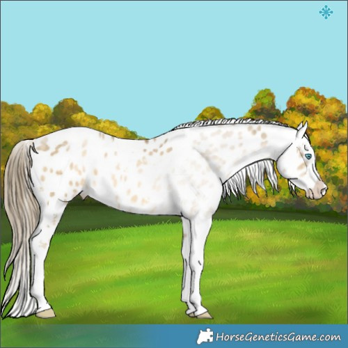 Horse Color:Buckskin Pearl Sabino Appaloosa  Brindle