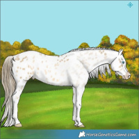 Horse Color:Buckskin Pearl Sabino Appaloosa  Brindle
