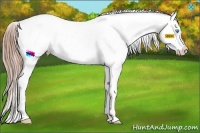 Horse Color:Buckskin Pearl Sabino Appaloosa  Brindle