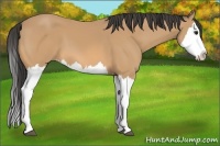 Horse Color:Buckskin Splash 