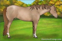 Horse Color:Liver Chestnut Pearl  and Liver Chestnut Pearl 