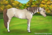 Horse Color:White Spotted Grullo Pearl Rabicano