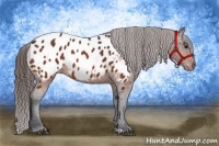 Horse Color:Bay Appaloosa 