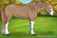Horse Color:Red Dun Splash 