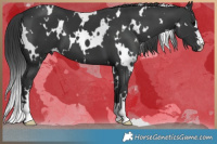 Horse Color:White Spotted Black  Brindle
