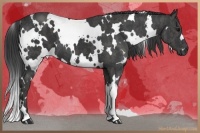 Horse Color:White Spotted Black  Brindle