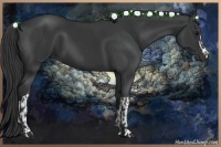 Horse Color:Black and Black