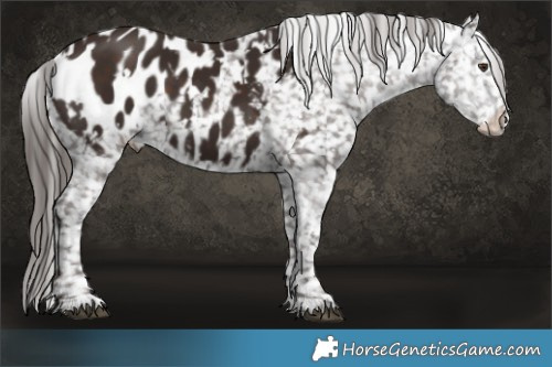 Horse Color:White Spotted Liver Chestnut Appaloosa 