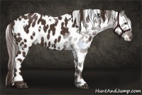 Horse Color:White Spotted Liver Chestnut Appaloosa