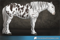 Horse Color:White Spotted Liver Chestnut Appaloosa 