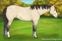 Horse Color:Buckskin Roan Dun Splash 