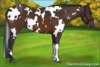 Horse Color:White Spotted Bay 