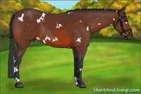 Horse Color:White Spotted Bay 