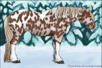 Horse Color:Chestnut Tobiano Appaloosa 