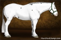 Horse Color:Liver Chestnut Appaloosa