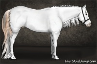 Horse Color:Buckskin Roan Appaloosa 