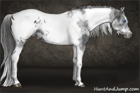 Horse Color:White Spotted Black Splash Tobiano Frame Appaloosa