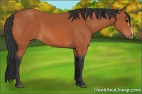 Horse Color:Bay 
