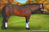 Horse Color:Bay Appaloosa