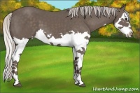 Horse Color:Silver Black Splash
