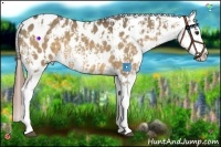 Horse Color:White Spotted Buckskin Dun Sabino Splash Blanket  and White Spotted Buckskin Dun Sabino Splash Blanket 