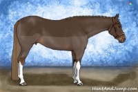 Horse Color:Liver Chestnut 