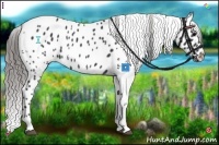 Horse Color:White Spotted Black Blanket 