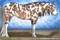Horse Color:Buckskin Splash Blanket Rabicano 