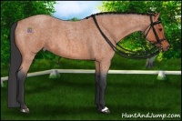 Horse Color:Bay Roan 