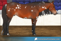 Horse Color:White Spotted Bay 