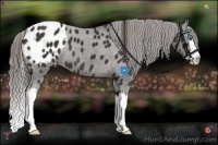 Horse Color:Liver Chestnut Splash Appaloosa 