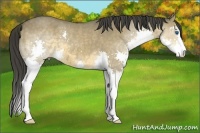 Horse Color:Buckskin Sabino Splash 