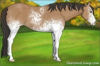 Horse Color:White Spotted Buckskin