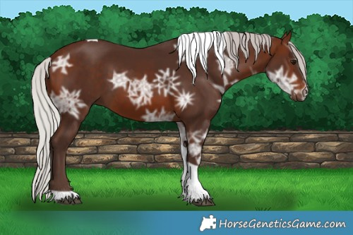 Horse Color:Silver Brown Ice Tobiano 