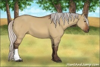 Horse Color:Silver Bay Dun
