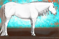 Horse Color:Chestnut Near Leopard 