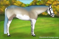 Horse Color:Watercolor Bay Onyx Splash 